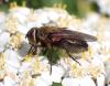 Pollenia sp.